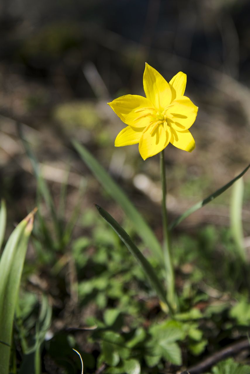Flore Tulipe de vigne Tul_0443